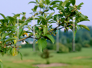 Picture of Malus  'Pink Satin'