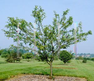 Picture of Malus  'Pink Satin'