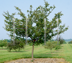 Picture of Malus  'Camzam'