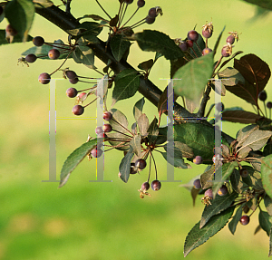 Picture of Malus  'American Salute'