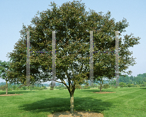 Picture of Malus  'Velvet Pillar'