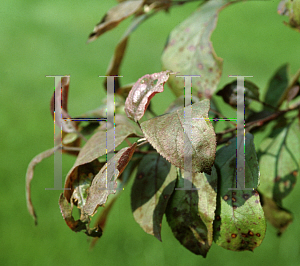 Picture of Malus  'Velvet Pillar'