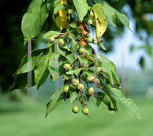 Picture of Malus  'Ormiston Roy'