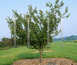 Picture of Malus  'Canterbury'