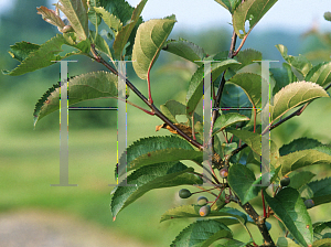 Picture of Malus  'Canterbury'