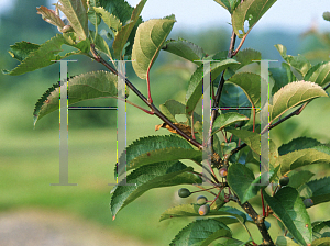 Picture of Malus  'Canterbury'