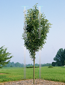 Picture of Malus  'Rawhide'