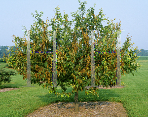 Picture of Malus  'Foxfire'