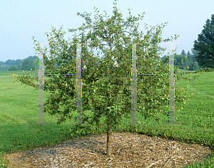 Picture of Malus  'Doubloons'