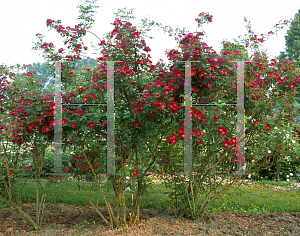 Picture of Rosa  'Geranium'