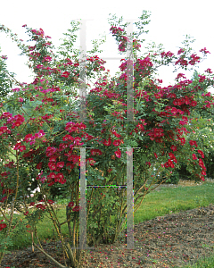 Picture of Rosa  'Geranium'