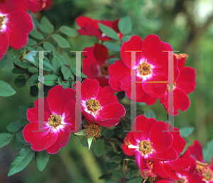 Picture of Rosa  'Geranium'