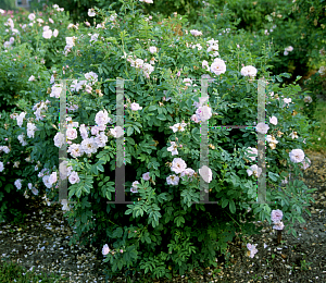 Picture of Rosa  'Fruhlingszauber'