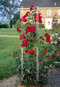 Picture of Rosa  'Sangerhausen'