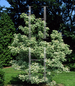 Picture of Acer negundo 'Flamingo'