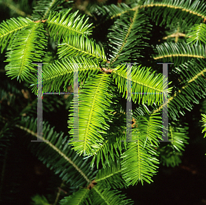 Picture of Abies balsamea var. phanerolepis '~Species'