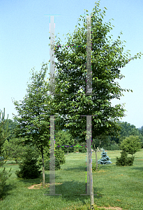 Picture of Amelanchier laevis 'Cumulus'