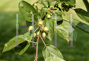 Picture of Malus  'Masek'