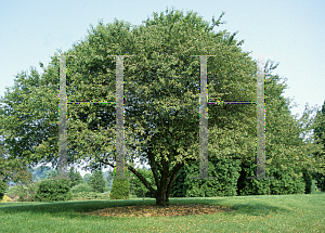 Picture of Malus  'Coral Burst'