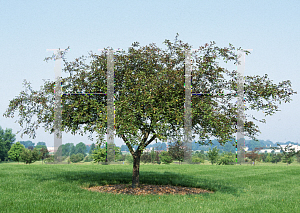 Picture of Malus  'Sparkler'