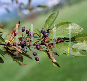 Picture of Malus  'Sparkler'