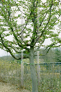 Picture of Parrotia persica 