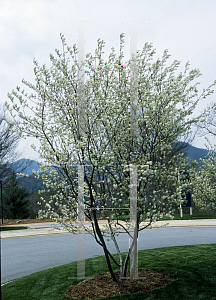 Picture of Amelanchier x grandiflora 'Princess Diana'