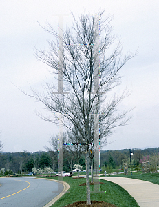 Picture of Ulmus parvifolia 'Allee'