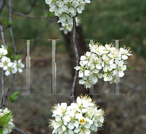 Picture of Prunus americana 