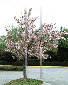 Picture of Prunus serrulata 'Kwanzan'