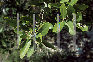 Picture of Laguncularia racemosa 