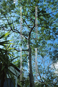 Picture of Delonix regia 