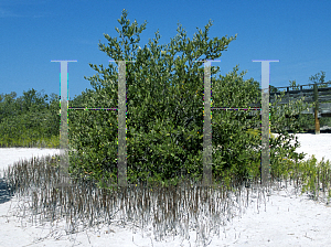 Picture of Laguncularia racemosa 