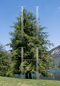 Picture of Tsuga canadensis 