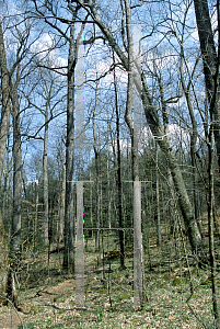 Picture of Liriodendron tulipifera 