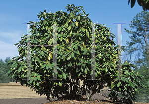 Picture of Rhododendron catawbiense 