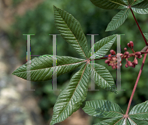 Picture of Aesculus pavia 