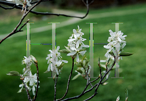 Picture of Amelanchier arborea 