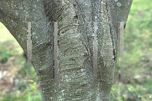 Picture of Magnolia tripetala 