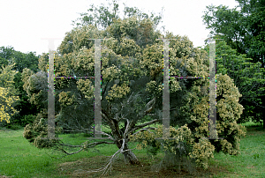 Picture of Melaleuca xerophila 