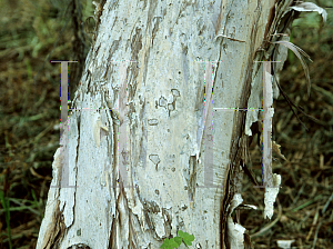 Picture of Melaleuca xerophila 