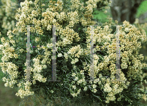 Picture of Melaleuca xerophila 