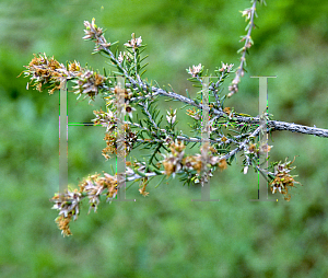 Picture of Melaleuca cuticularis 