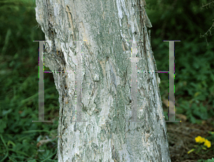 Picture of Melaleuca cuticularis 