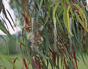 Picture of Eucalyptus maculata 