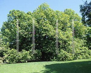 Picture of Quercus canariensis 