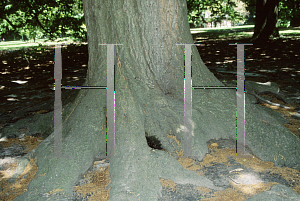 Picture of Quercus canariensis 