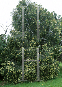 Picture of Callistemon salignus 