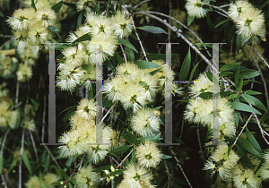 Picture of Callistemon salignus 