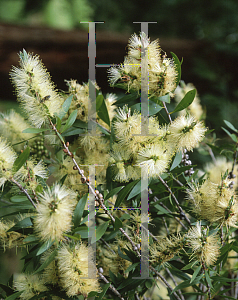 Picture of Callistemon salignus 